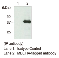 Anti-HA-tag mAb (Clone: TANA2) 免疫沈降