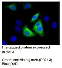 Anti-His-tag mAb (クローン: OGHis) 細胞染色