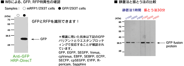 Anti-GFP HRP-DirecT　(Code No.598-7)静置法と振とう法の比較