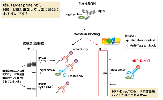 HRP-DirecTならIP抗体由来のバンドが検出されません。特にTarget proteinがH鎖、L鎖と重なってしまう場合におすすめです。