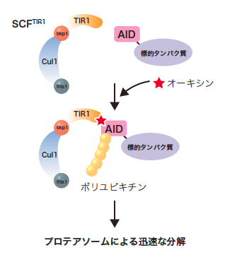 Anti-mini-AID-tag mAb図