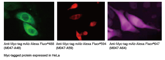 Myc-tagモノクローナル抗体（クローン:PL14) Alexa Fluor標識品 細胞染色