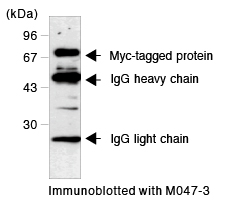 Myc-tagモノクローナル抗体（クローン:PL14) 免疫沈降
