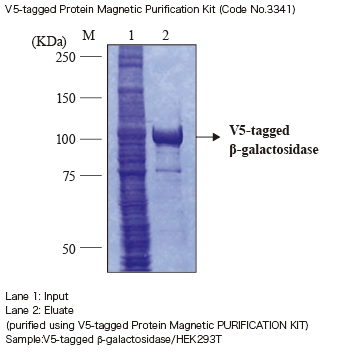 V5-tagged Protein Magnetic Purification KitによるV5-tag融合β-galactosidaseタンパク質の精製