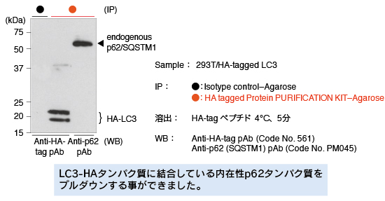 HA-tagged Protein PURIFICATION KIT-Agaroseを用いたプルダウンアッセイで、LC3-HAタンパク質に結合している内在性p62タンパク質をプルダウンすることができました。