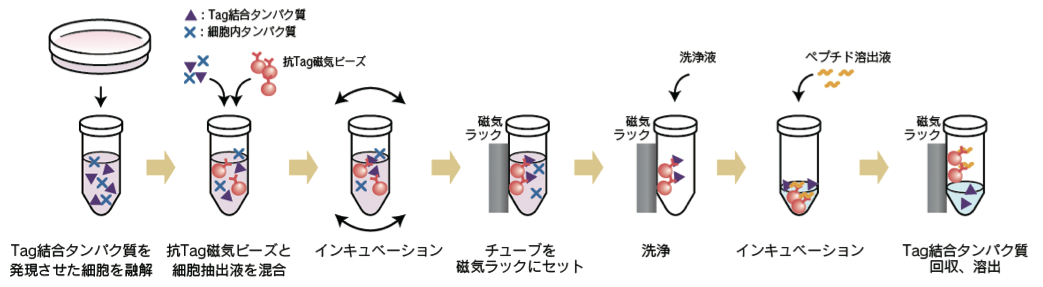 磁気ビーズを用いたタグ融合タンパク質精製法の概略図