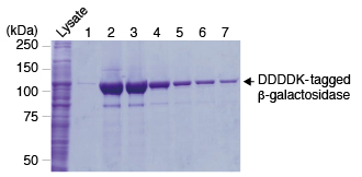 DDDDK-tagged Protein PURIFICATION GEL (3328)を用いたN末端DDDDK-tagged β-Galactosidaseの精製