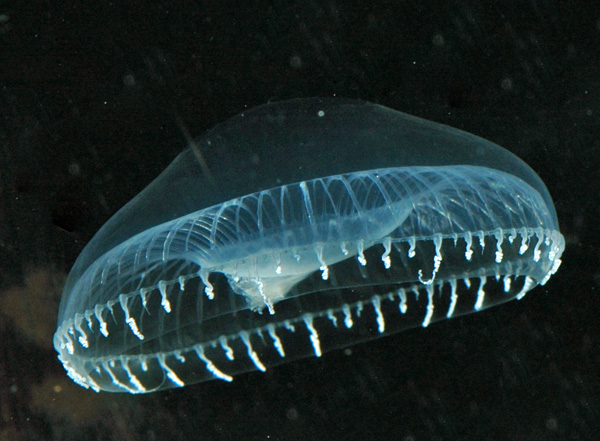 jellyfish (Aequorea victoria)