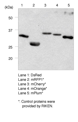 Anti-RFP モノクローナル抗体（clone: 8D6) WB