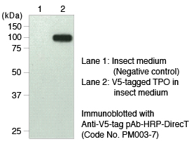 Anti-V5 tag mAb (clone: 1H6) 磁気アガロース標識 免疫沈降