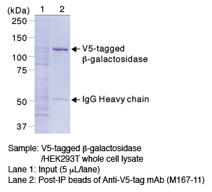 Anti-V5 tag mAb (clone: 1H6) 磁気ビーズ標識 免疫沈降