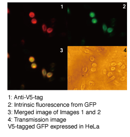 Anti-V5 tag mAb (clone: 1H6) 細胞染色