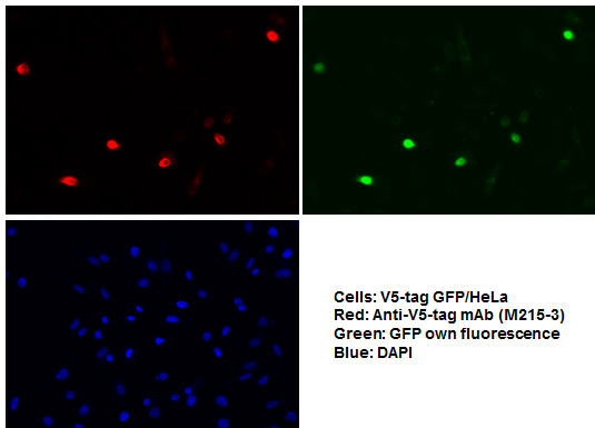 Anti-V5 tag mAb (clone: OZA3) 細胞染色
