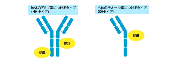 抗体標識のタイプ：アミノ基につけるタイプとジスルフィド基につけるタイプ