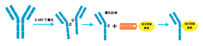 抗体のジスルフィド基への標識方法：2MEAでヒンジ部位を切断し標識のマレイミド基を結合させる