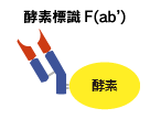 酵素標識F(ab')