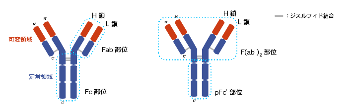 抗体のFab部位とFc部位
