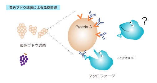 黄色ブドウ球菌による免疫回避、protein AがIgGのFc部位に結合する