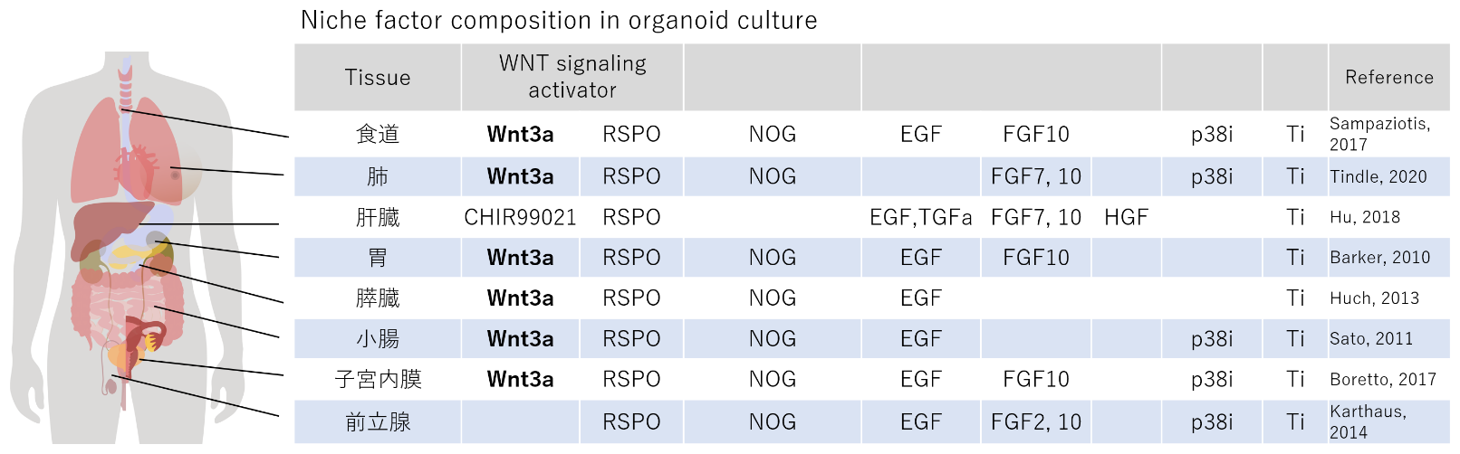 Niche factor composition in organoid culture