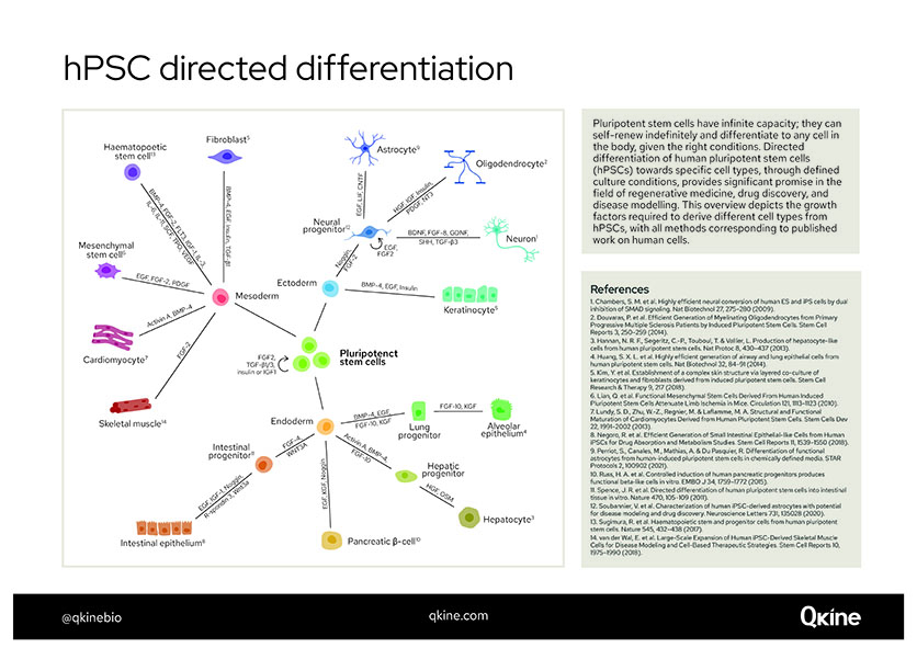 ヒト多能性幹細胞の分化誘導（PDF）