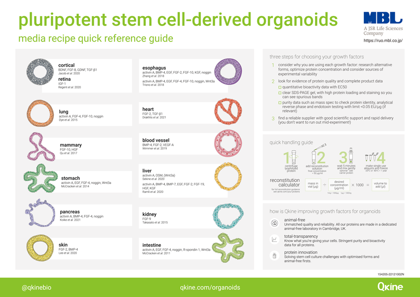 Qkine社 多能性幹細胞由来オルガノイドポスター（2022年12月改訂）