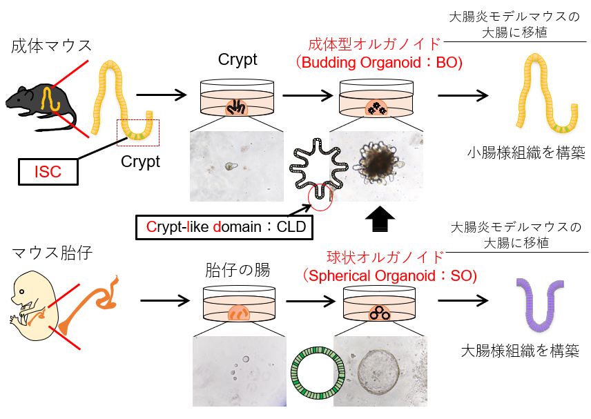 図1. 成体マウスの腸のcryptを三次元培養すると、Crypt-like domain（CLD）を有する成体型オルガノイド（BO）を形成する。BOは大腸炎モデルマウスの大腸に移植すると、小腸様組織を構築する。