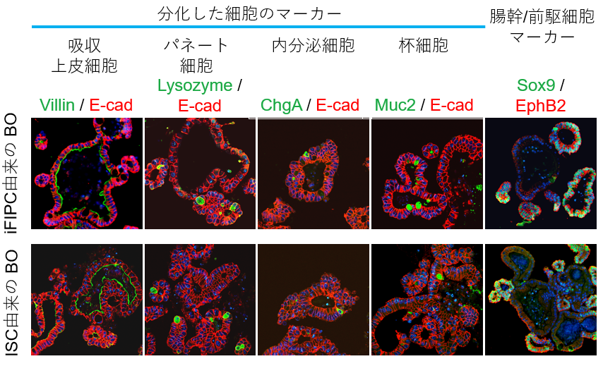 図4. iFIPC由来のBOは、ISC由来のBOと同様に、腸上皮細胞マーカーであるE-cadherinや腸の分化した細胞のマーカーであるVillin（吸収上皮細胞マーカー）、Lysozyme（パネート細胞マーカー）、ChromograninA（ChgA、内分泌細胞マーカー）、Muc2（杯細胞マーカー）、Sox9、EphB2（腸幹/前駆細胞マーカー）を発現している。（参考文献8より引用）