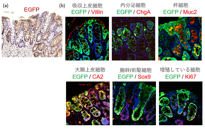 図5. （a) EGFPでマークしたiFIPC由来のSOを大腸炎モデルマウスに移植すると、大腸組織を再構築できる。茶色に染色された部分がEGFP陽性のドナー由来の細胞。