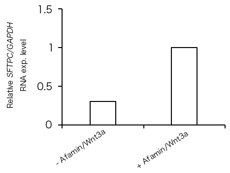 Afamin/Wnt3a添加時における形態学的評価