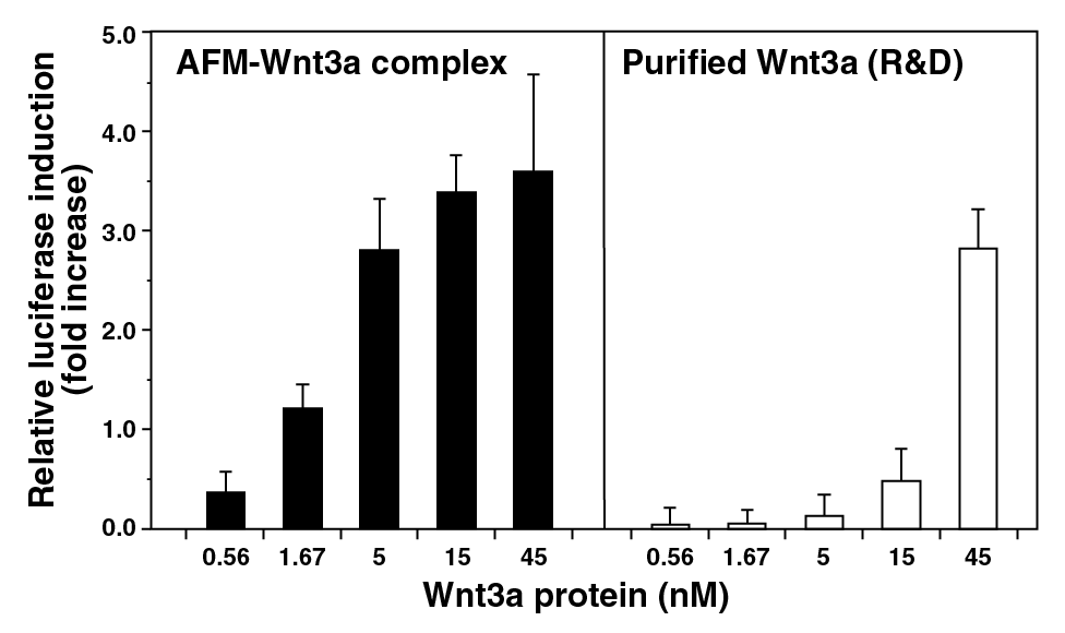 Afamin/Wnt3aコンプレックスの安定性